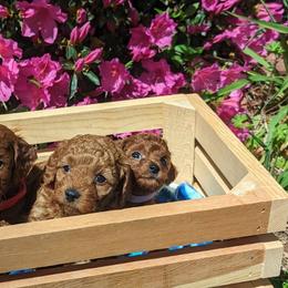 Cavapoos from GeorgiaCavapoos