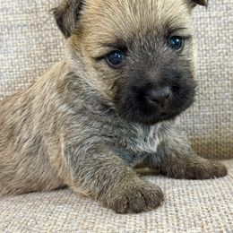 Sandy - Wheaten female Cairn Terrier puppy in St. Joseph, Missouri from Stone & Thistle Cairn Terriers