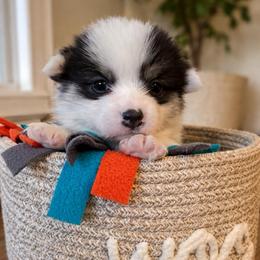 Minnie - Black and tan female Pembroke Welsh Corgi puppy in Griffin, Georgia from Rollnoaks & Cottontail AKC Pembroke Welsh Corgis