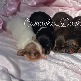 Dachshund Puppies from Camacho_Dachshunds