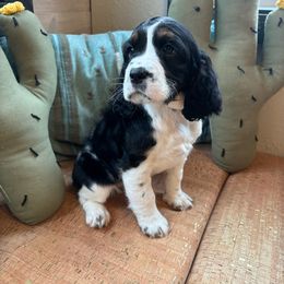 Indigo - Black white and tan English Springer Spaniel puppy in Park Rapids, Minnesota from Lakeside Summit Springers