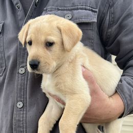 Labrador Retriever Puppies from Dutson Labs