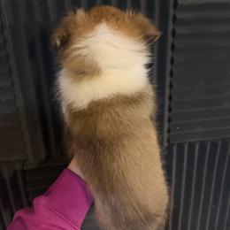 Boy 2 - Sable and white male Shetland Sheepdog puppy in Canton, Texas from 2kg Shelties
