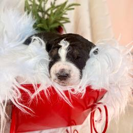Alpine - Black and white male Bernedoodle puppy in Buda, Illinois from Hamilton Farm Doodles