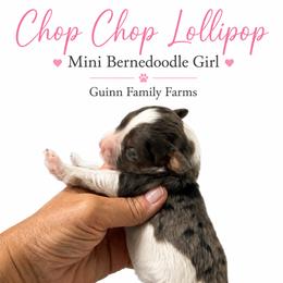Chop chop lollipop - Merle female Bernedoodle puppy in Grove, Oklahoma from Guinn Family Farms