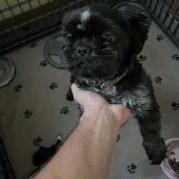 Daisy - Shih Tzu