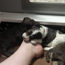 Poodle Puppies from Country Side Kennels