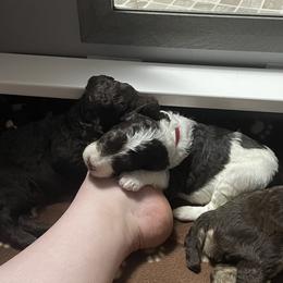 Poodle Puppies from Country Side Kennels