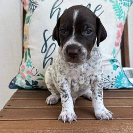 Jasper - Liver and white German Shorthaired Pointer puppy in Longview, Texas from Interstellar GSPs
