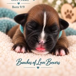 Teal - Dixie - Fawn female Boxer puppy in Wittmann, Arizona from Bunches of Love Boxers