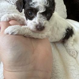 Ridge ( tiny toy ) - Parti male Poodle puppy in Fredericktown, Missouri from Doodle Pups Fur-Ever