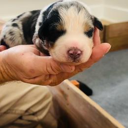 Hardy - Blue merle male Australian Shepherd puppy in Mckenzie, Tennessee from Whispering Iris Aussies