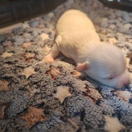 Snow - Cream and white male Chihuahua puppy in Gray, Louisiana from Chi Chi's Place LLC