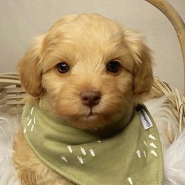 Shihpoos, Yorkipoos, and Yorkshire Terriers from Taylor’s Yorkshire