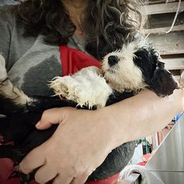 Bearded Collie and Border Collie Puppies from Beloved Bearded & Border Collies