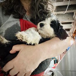 Bearded Collie and Border Collie Puppies from Beloved Bearded & Border Collies