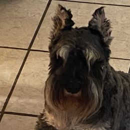 Miniature Schnauzers from Mehring’s Mini Schnauzers