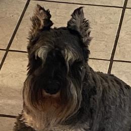 Miniature Schnauzers from Mehring’s Mini Schnauzers