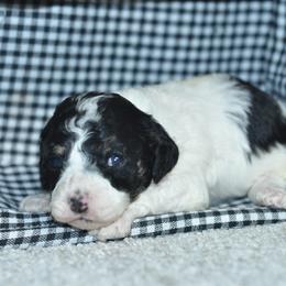 Romeo - Black white and tan male Cockapoo puppy in Moulton, Iowa from Shondel Puppy Paws