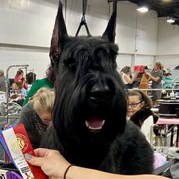 Giant Schnauzers and Miniature Schnauzers from Kalidor Kennels