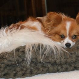 Dad - Papillon