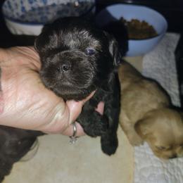 Brindle boy - Black male Pekingese puppy in Winter Haven, Florida from Polk County Peekapoos
