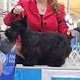 Lenoxx - Scottish Terrier