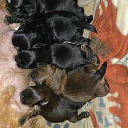 AKC-UKC Oreo - Black and white male Shih Tzu puppy in Cartersville, Georgia from Autumn Breeze Shih Tzus and Friends