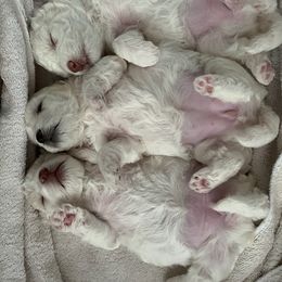 Bichon Frise All Grown Up from Just Bichons