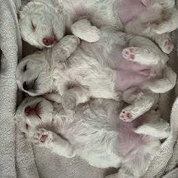 Bichon Frise All Grown Up from Just Bichons