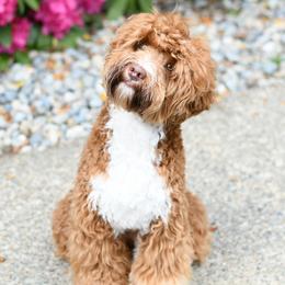 Benji - Australian Labradoodle