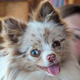 Winter - Pomeranian