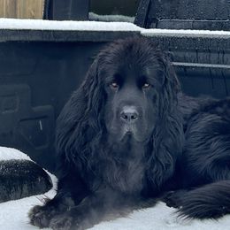 Koda - Newfoundland