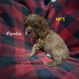 Fanta - Ruby male Cavalier King Charles Spaniel puppy in Leonard, Michigan from CoLo Cavaliers