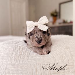 Maple - Blue merle female Bernedoodle puppy in Cold Spring, Minnesota from A.N.A. Doodles