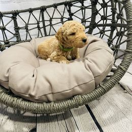 Girl  Green Collar - Cream Goldendoodle puppy in Murray, Utah from Puppy Paws