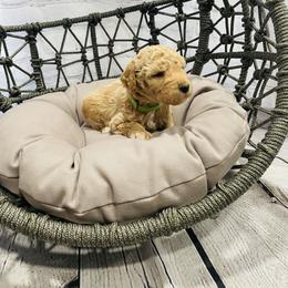 Girl  Green Collar - Cream Goldendoodle puppy in Murray, Utah from Puppy Paws