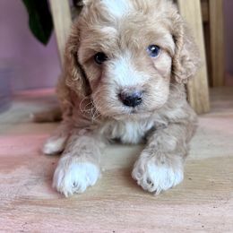 Banjo with training - Red male Cockapoo puppy in Boonville, North Carolina from Doods & Dolls