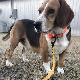 Cooper - Beagle