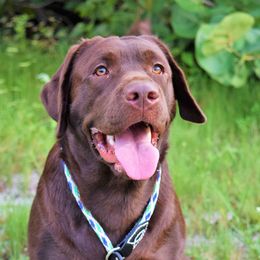 Labrador Retrievers from Hi’ilani Kennels