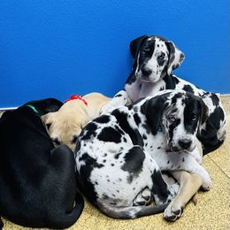 Great Dane Puppies from Florida Danes