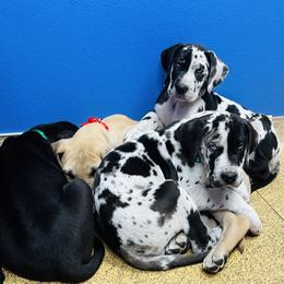 Great Dane Puppies from Florida Danes