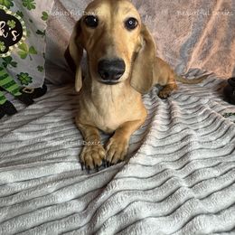 Cyi - Dachshund