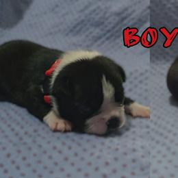 Red - Black and white male Boston Terrier puppy in Clinton Township, Michigan from Greenberg's Boston Terriers & Bullies of Metro Detroit