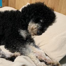 Bernedoodles from Beavercreek Bernedoodles
