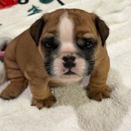Cordelia - Red female Bulldog puppy in Lakeland, Florida from Tenpennypups