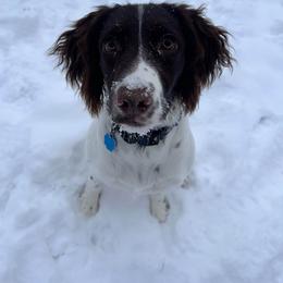 Sadie - Liver and white female English Springer Spaniel puppy in Ogilvie, Minnesota from V.V. Berg Kennels