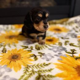 Skye - Black and tan female Dachshund puppy in Morristown, Tennessee from Hillside Hounds