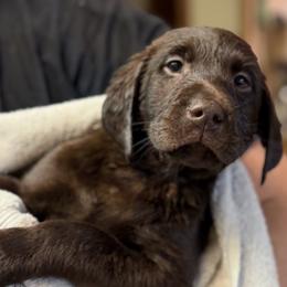 Labrador Retriever Puppies from Knotty Creek Labradors