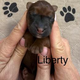 Liberty - Wheaten female Whoodle puppy in Pima, Arizona from Schmidt's K9s